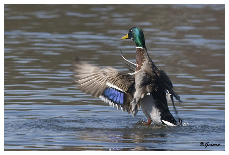 sized_Wilde eend_20090321_005.jpg